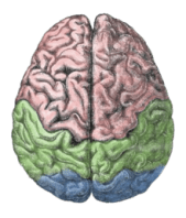 220px-Cerebral_lobes[1]