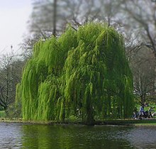 weeping-willow-tree[1]