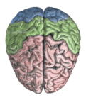 220px-Cerebral_lobes[1]