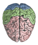 220px-Cerebral_lobes[1]