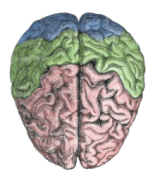 220px-Cerebral_lobes[1]