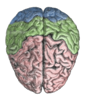 220px-Cerebral_lobes[1]
