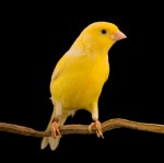 Yellow canary on its perch
