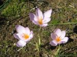 crocus