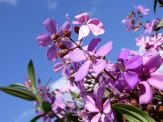 tibouchina