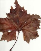 leaf (2)