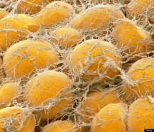 o-FAT-CELLS-570