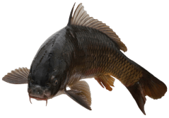 CommonCarp