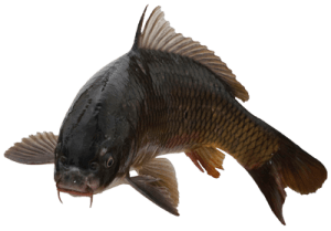 CommonCarp