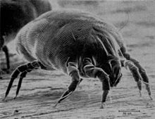 220px-House_Dust_Mite