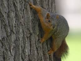 squirrel