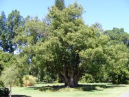 Cinnamomum_camphora_-_Botanic_Gardens