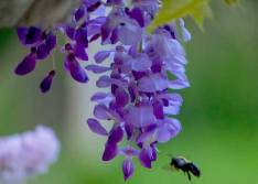 wisteria