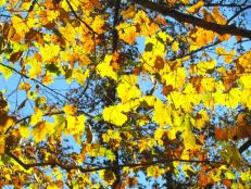 sycamore-autumn-leaves