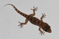 gecko_de_la_gomera_tarentola_gomerensis