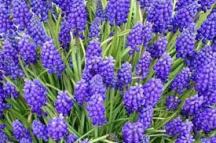hyacinth
