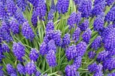hyacinth