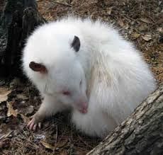 possum