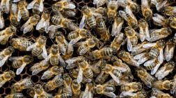 _96610350_c0128426-honey_bee_hive-spl