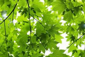 sycamore leaves