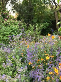 Garden May 20 18 under gray sky