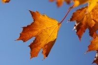 Indian-Summer-624x416