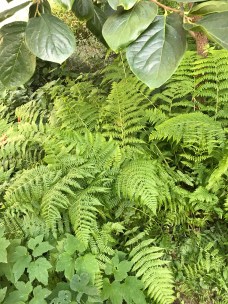 Ferns